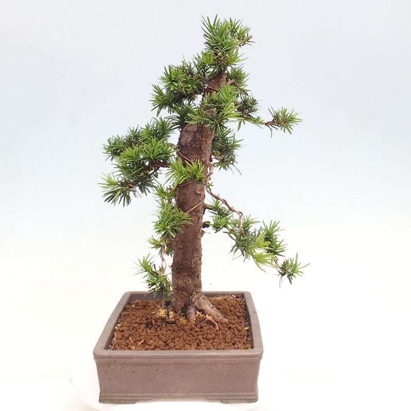 Venkovní bonsai - Taxus cuspidata  - Tis japonský