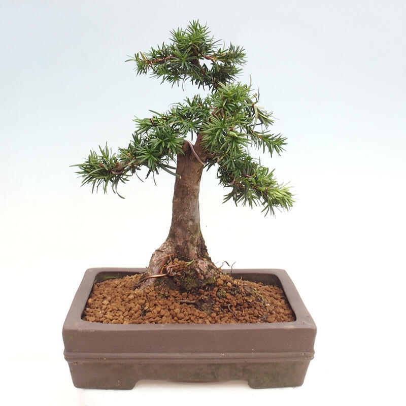 Venkovní bonsai - Taxus cuspidata  - Tis japonský