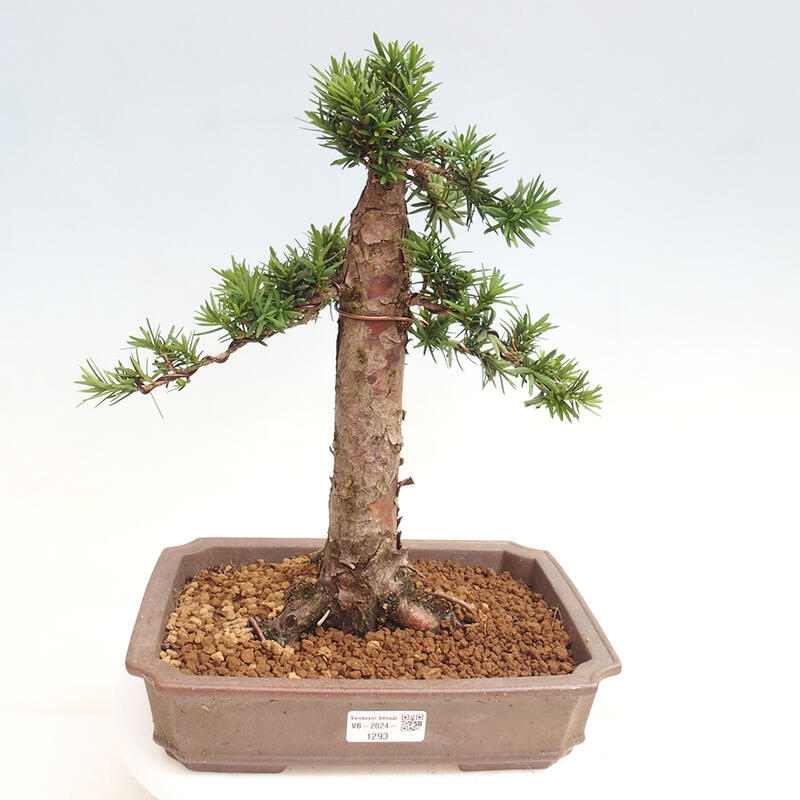 Venkovní bonsai - Taxus cuspidata  - Tis japonský