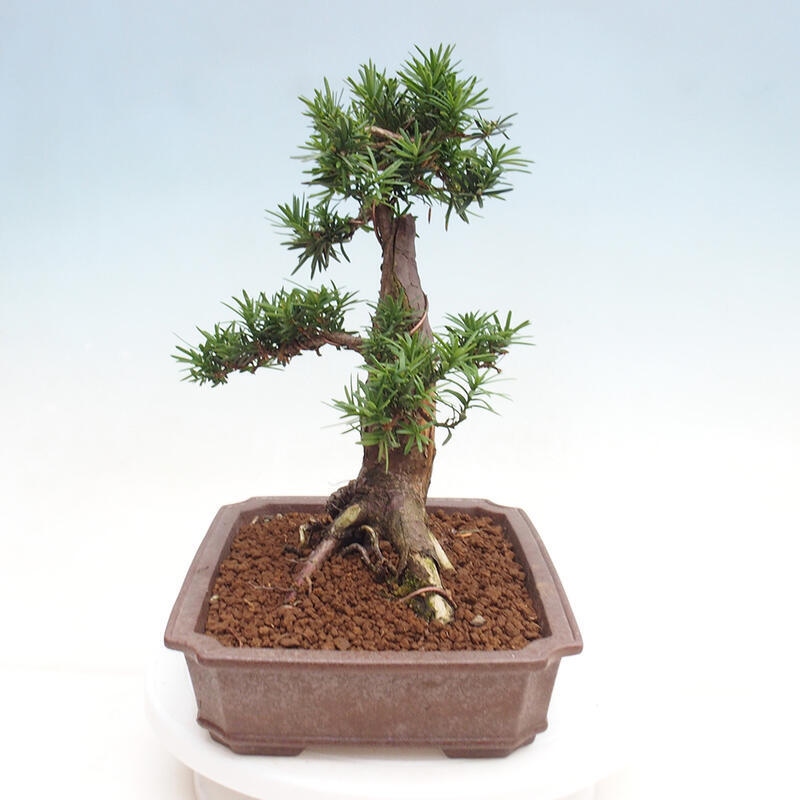 Venkovní bonsai - Taxus cuspidata  - Tis japonský