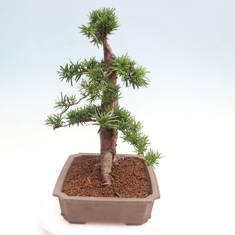 Venkovní bonsai - Taxus cuspidata  - Tis japonský