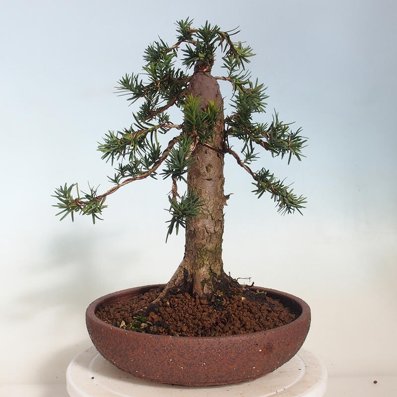 Venkovní bonsai - Taxus cuspidata  - Tis japonský