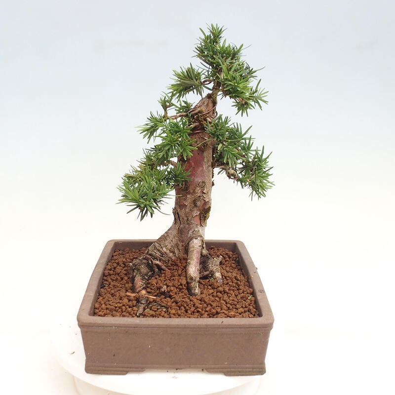 Venkovní bonsai - Taxus cuspidata  - Tis japonský