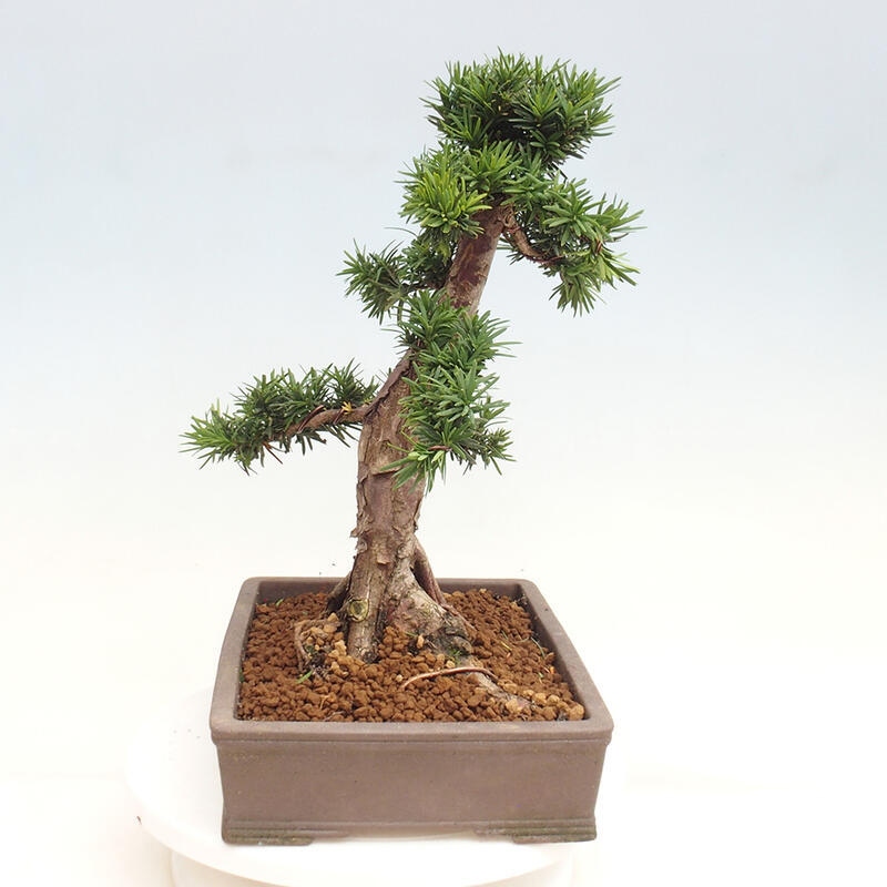 Venkovní bonsai - Taxus cuspidata  - Tis japonský