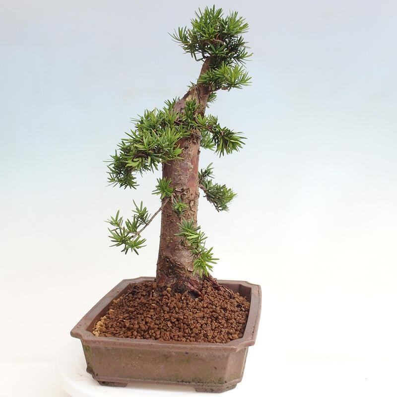 Venkovní bonsai - Taxus cuspidata  - Tis japonský