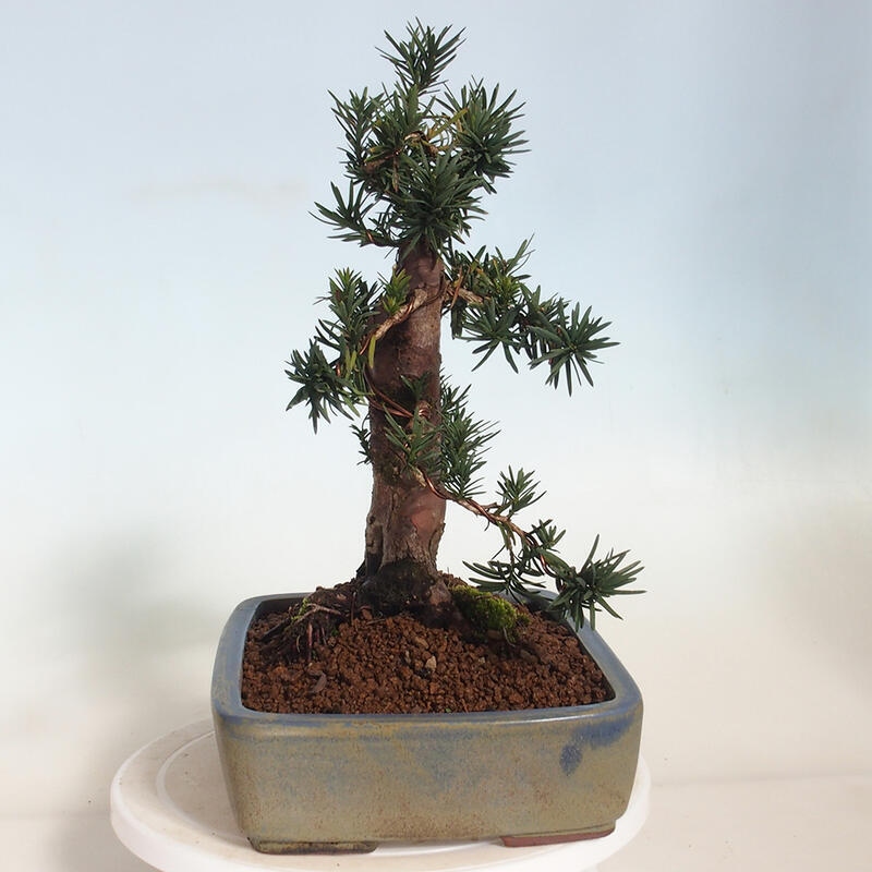 Venkovní bonsai - Taxus cuspidata  - Tis japonský