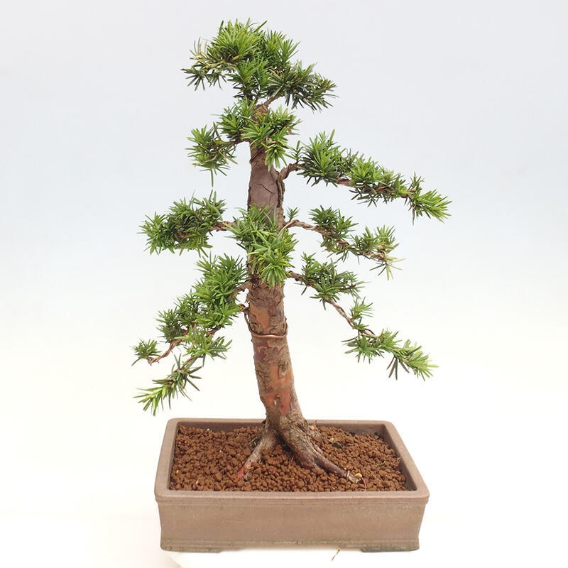 Venkovní bonsai - Taxus cuspidata  - Tis japonský