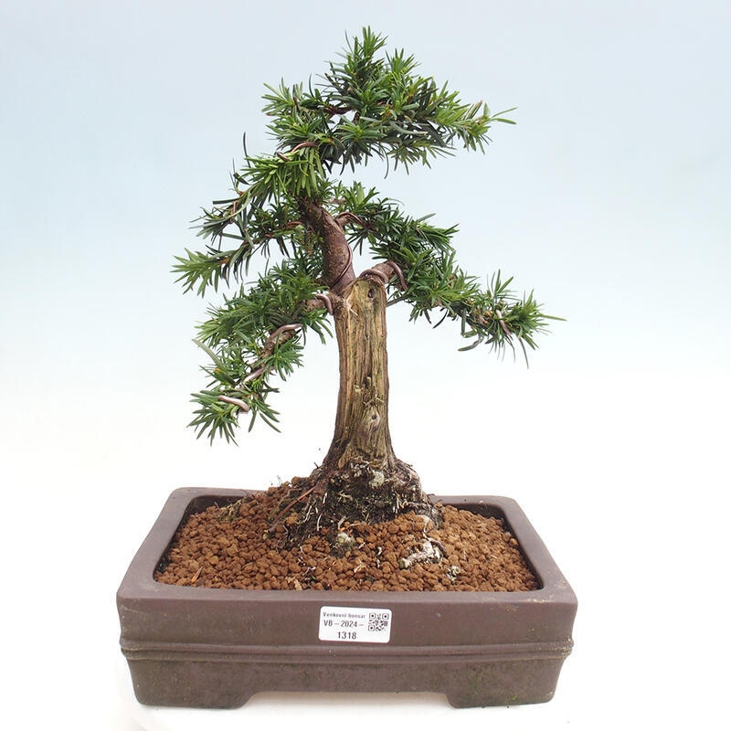 Venkovní bonsai - Taxus cuspidata  - Tis japonský