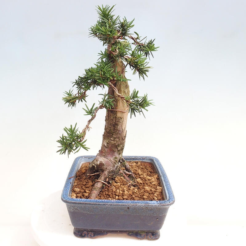 Venkovní bonsai - Taxus cuspidata  - Tis japonský