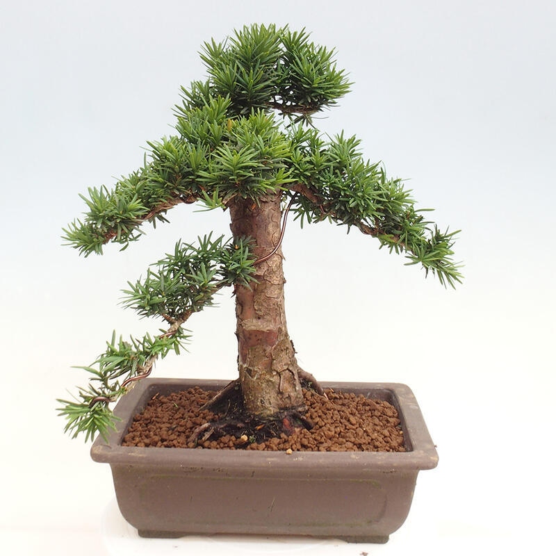 Venkovní bonsai - Taxus cuspidata  - Tis japonský