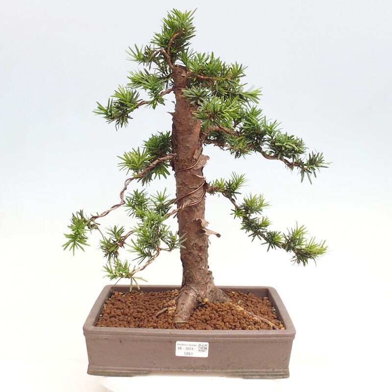 Venkovní bonsai - Taxus cuspidata  - Tis japonský