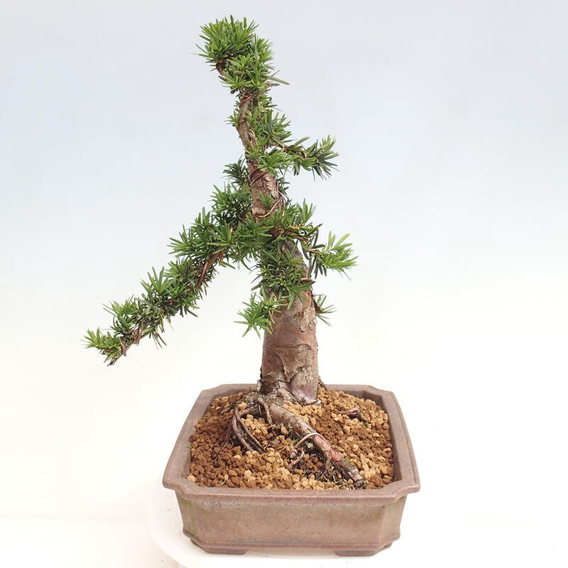 Venkovní bonsai - Taxus cuspidata  - Tis japonský