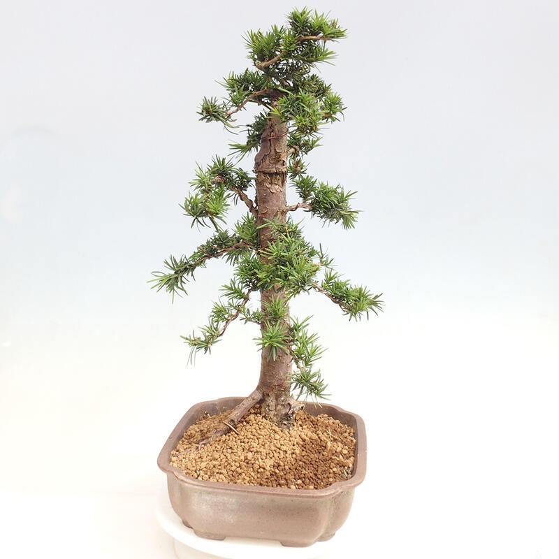 Venkovní bonsai - Taxus cuspidata  - Tis japonský