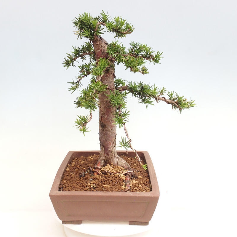 Venkovní bonsai - Taxus cuspidata  - Tis japonský