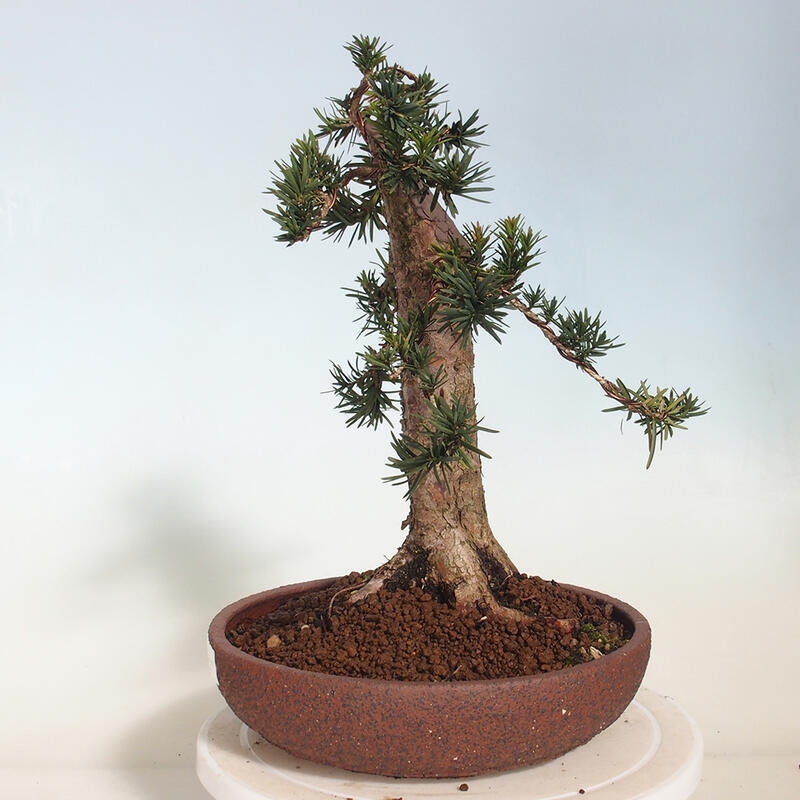 Venkovní bonsai - Taxus cuspidata  - Tis japonský