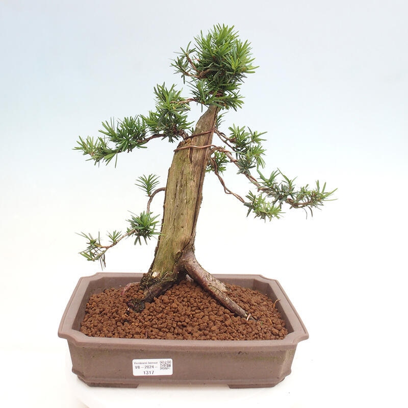 Venkovní bonsai - Taxus cuspidata  - Tis japonský