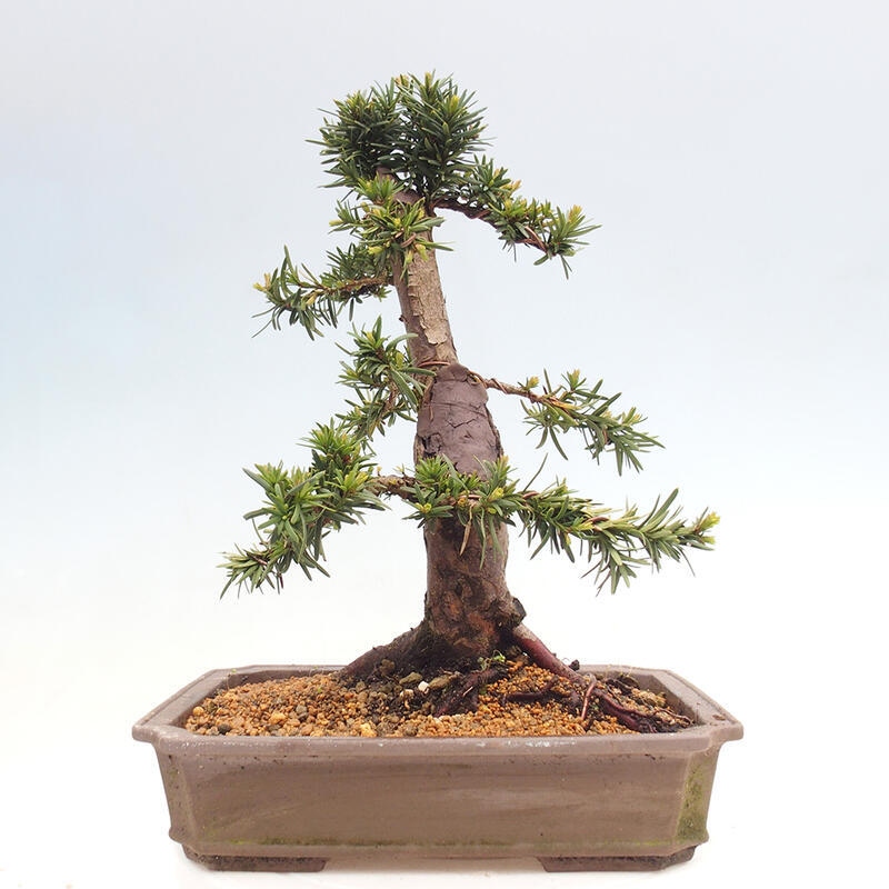 Venkovní bonsai - Taxus cuspidata  - Tis japonský