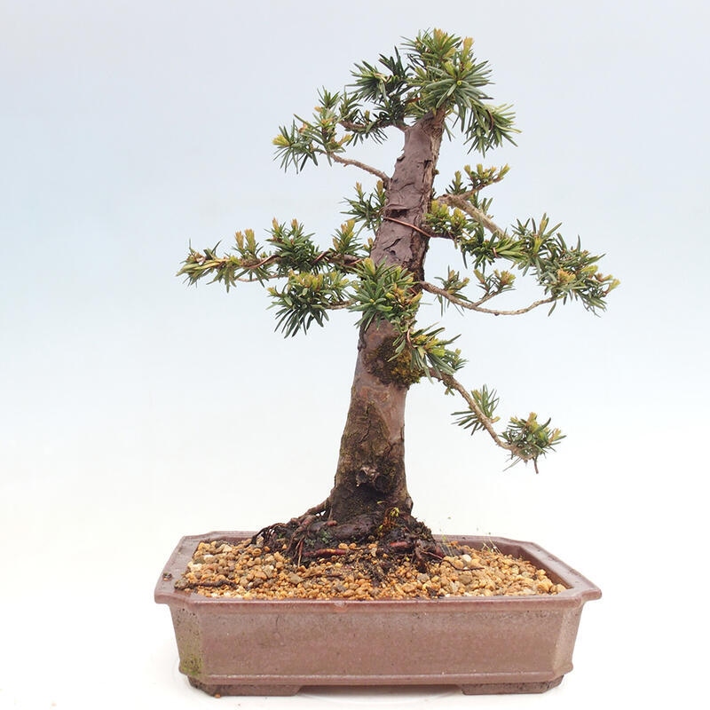 Venkovní bonsai - Taxus cuspidata  - Tis japonský