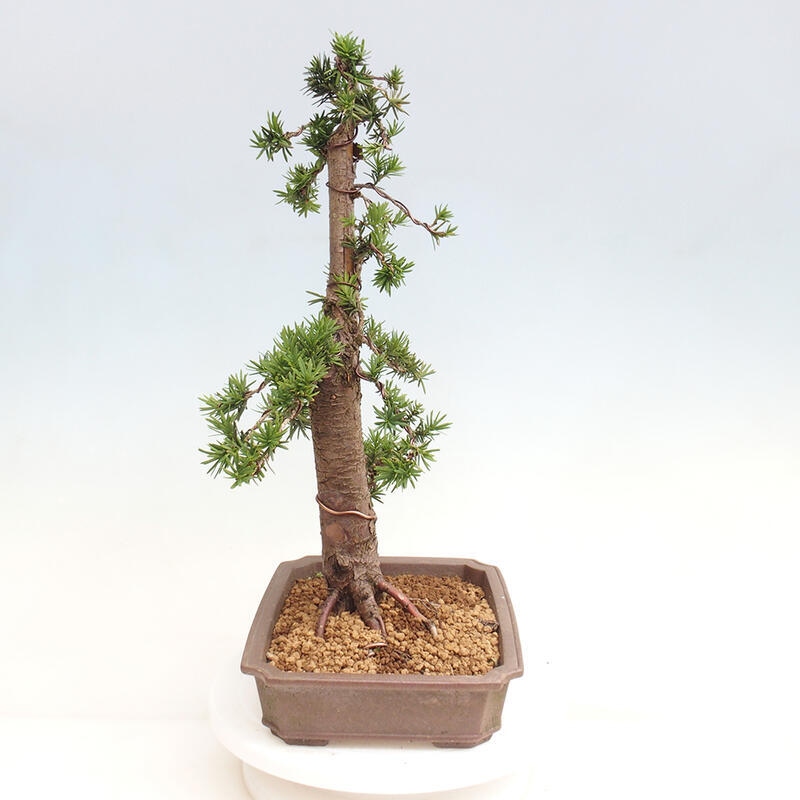 Venkovní bonsai - Taxus cuspidata  - Tis japonský