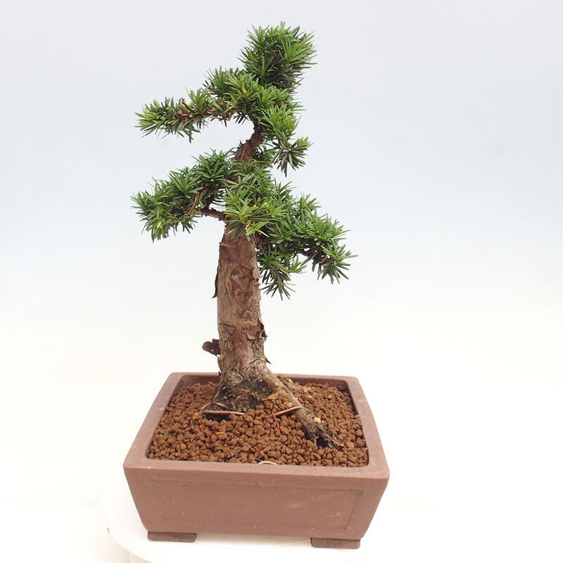 Venkovní bonsai - Taxus cuspidata  - Tis japonský