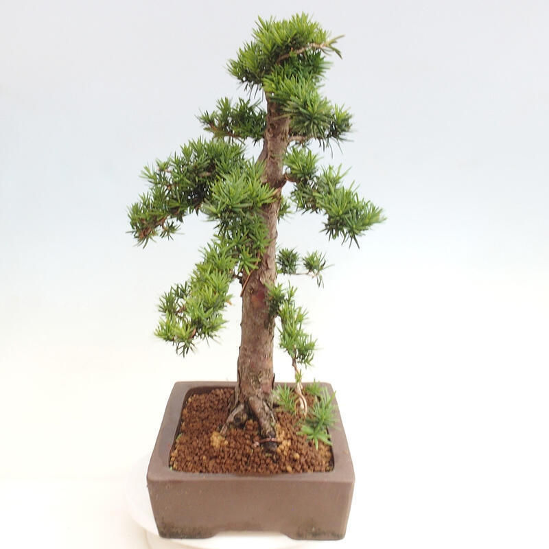 Venkovní bonsai - Taxus cuspidata  - Tis japonský