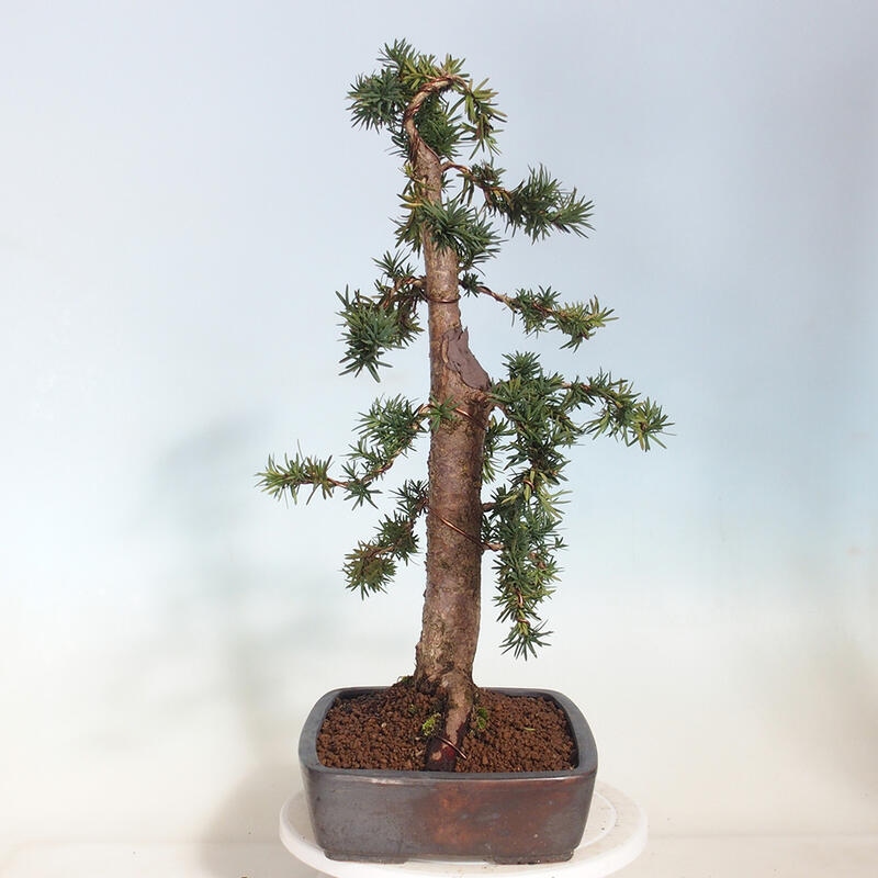 Venkovní bonsai - Taxus cuspidata  - Tis japonský