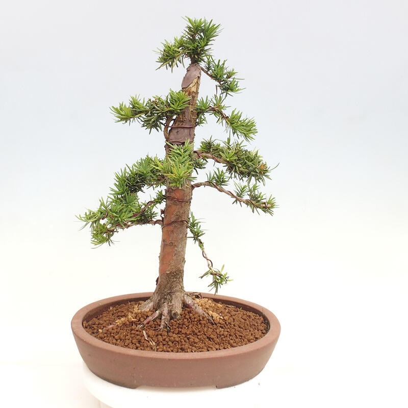 Venkovní bonsai - Taxus cuspidata  - Tis japonský