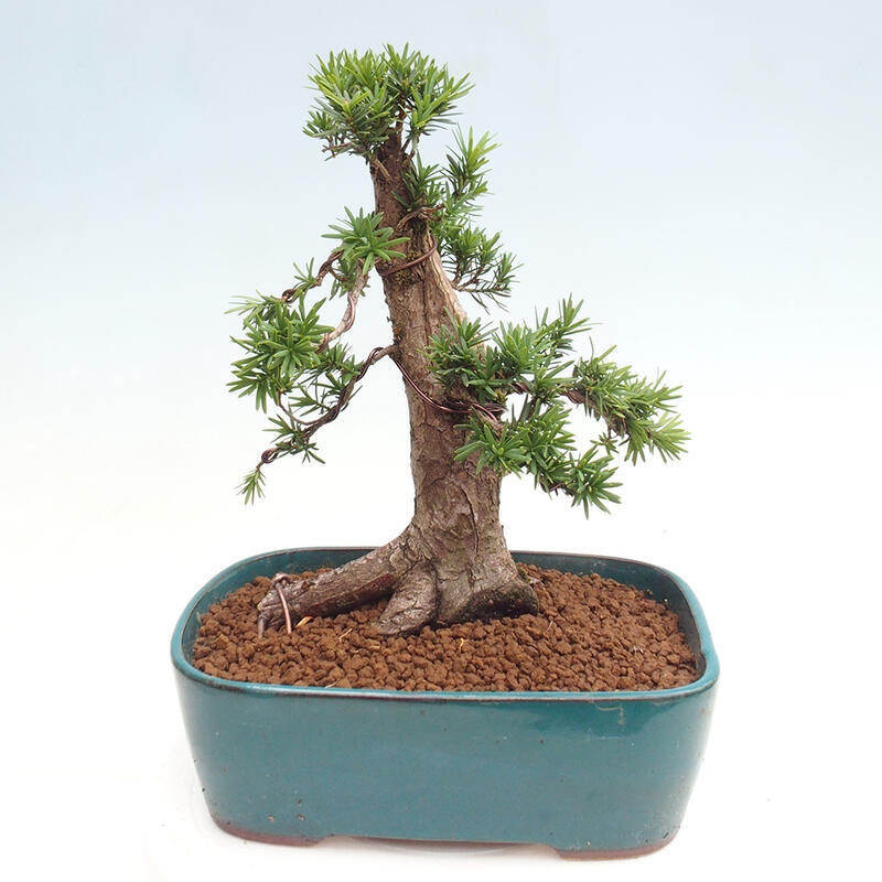 Venkovní bonsai - Taxus cuspidata  - Tis japonský