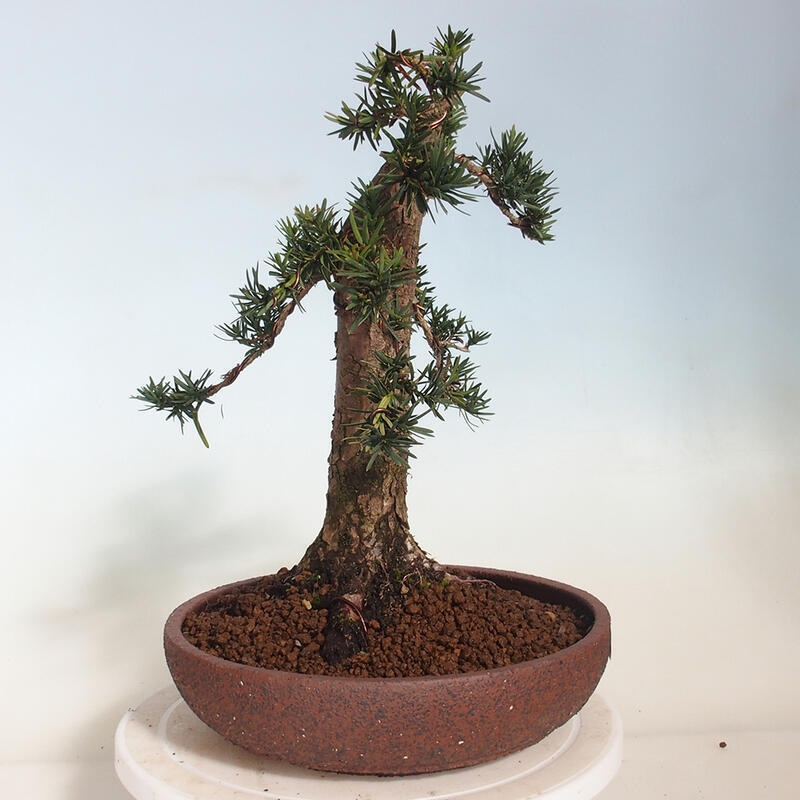 Venkovní bonsai - Taxus cuspidata  - Tis japonský