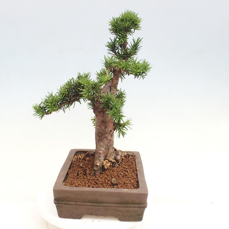 Venkovní bonsai - Taxus cuspidata  - Tis japonský