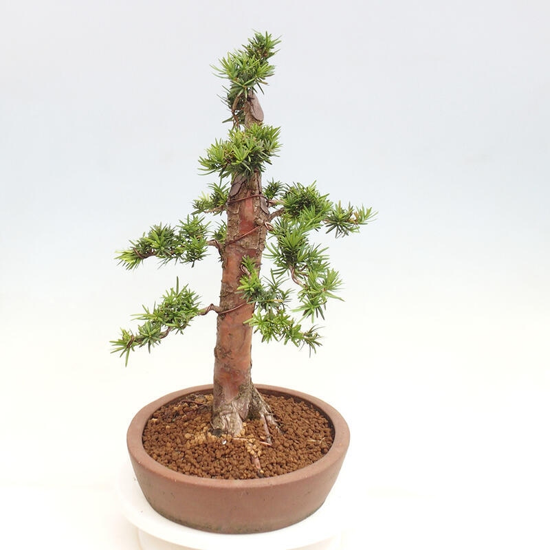 Venkovní bonsai - Taxus cuspidata  - Tis japonský