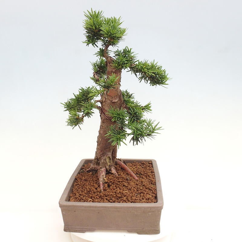 Venkovní bonsai - Taxus cuspidata  - Tis japonský