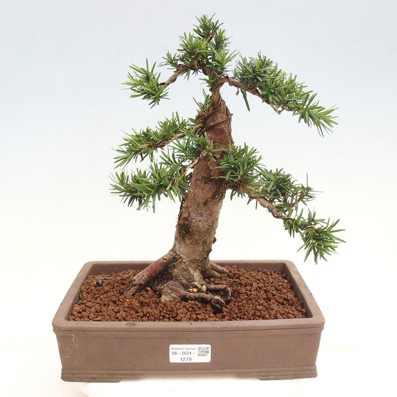 Venkovní bonsai - Taxus cuspidata  - Tis japonský