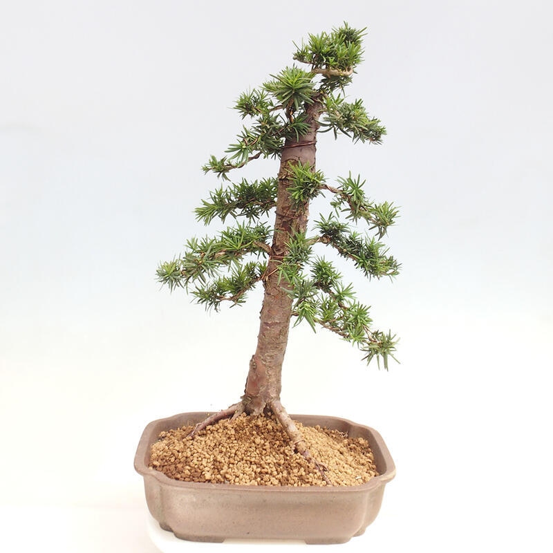 Venkovní bonsai - Taxus cuspidata  - Tis japonský