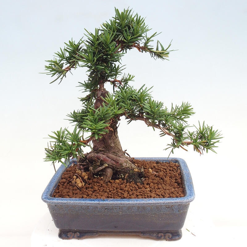 Venkovní bonsai - Taxus cuspidata  - Tis japonský