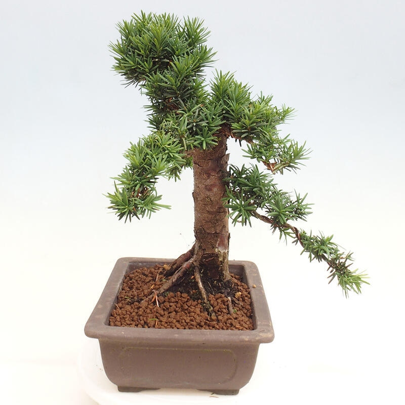 Venkovní bonsai - Taxus cuspidata  - Tis japonský