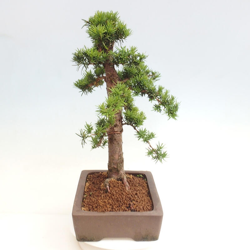 Venkovní bonsai - Taxus cuspidata  - Tis japonský