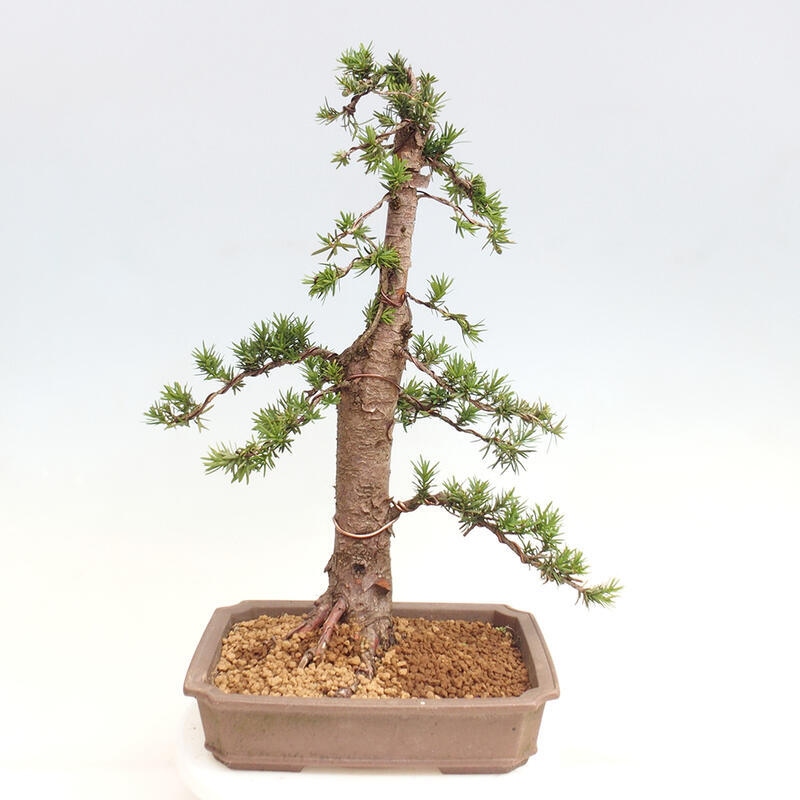 Venkovní bonsai - Taxus cuspidata  - Tis japonský