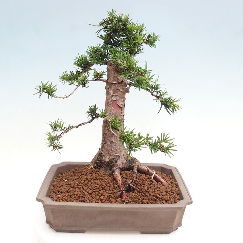 Venkovní bonsai - Taxus cuspidata  - Tis japonský