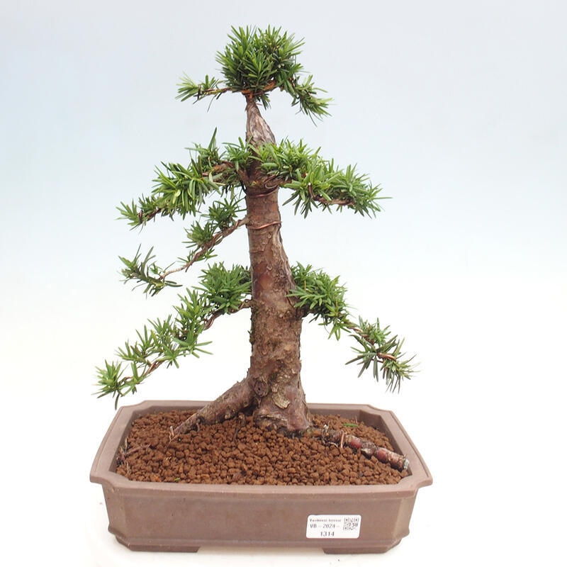 Venkovní bonsai - Taxus cuspidata  - Tis japonský