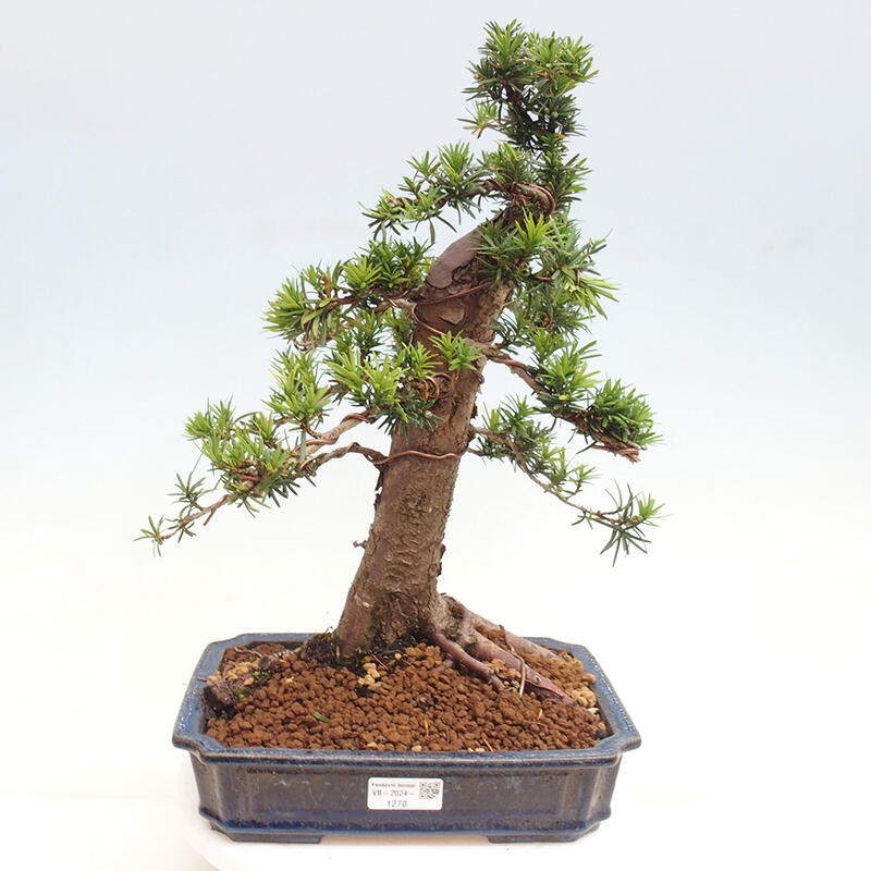 Venkovní bonsai - Taxus cuspidata  - Tis japonský