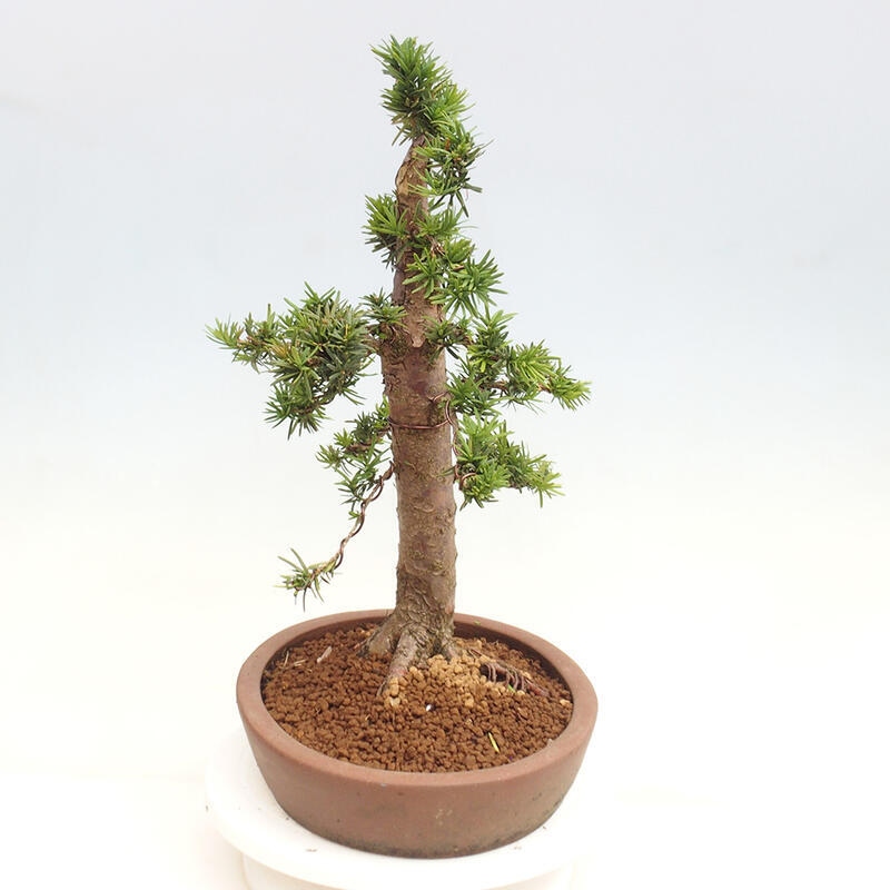 Venkovní bonsai - Taxus cuspidata  - Tis japonský