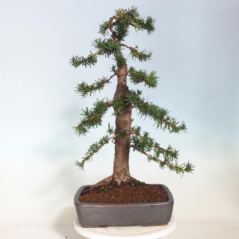 Venkovní bonsai - Taxus cuspidata  - Tis japonský