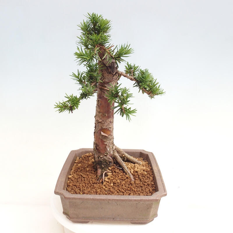 Venkovní bonsai - Taxus cuspidata  - Tis japonský