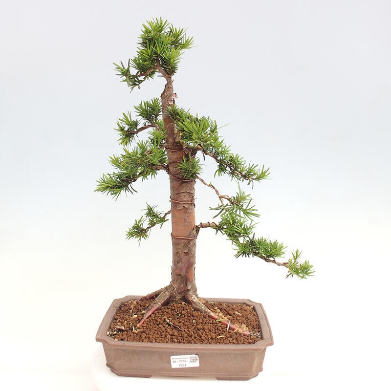 Venkovní bonsai - Taxus cuspidata  - Tis japonský