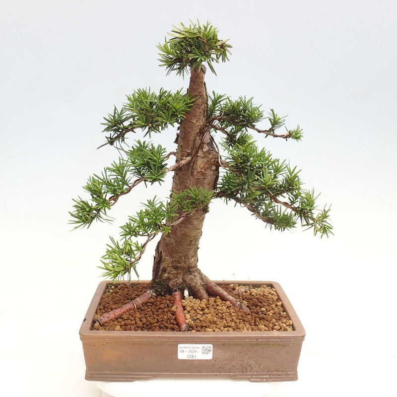 Venkovní bonsai - Taxus cuspidata  - Tis japonský