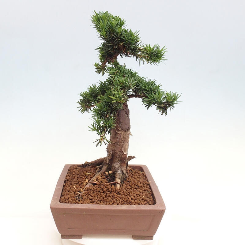 Venkovní bonsai - Taxus cuspidata  - Tis japonský