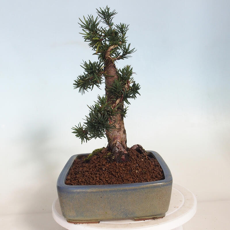 Venkovní bonsai - Taxus cuspidata  - Tis japonský