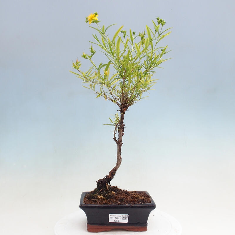 Venkovní bonsai- třezalka - Hypericum