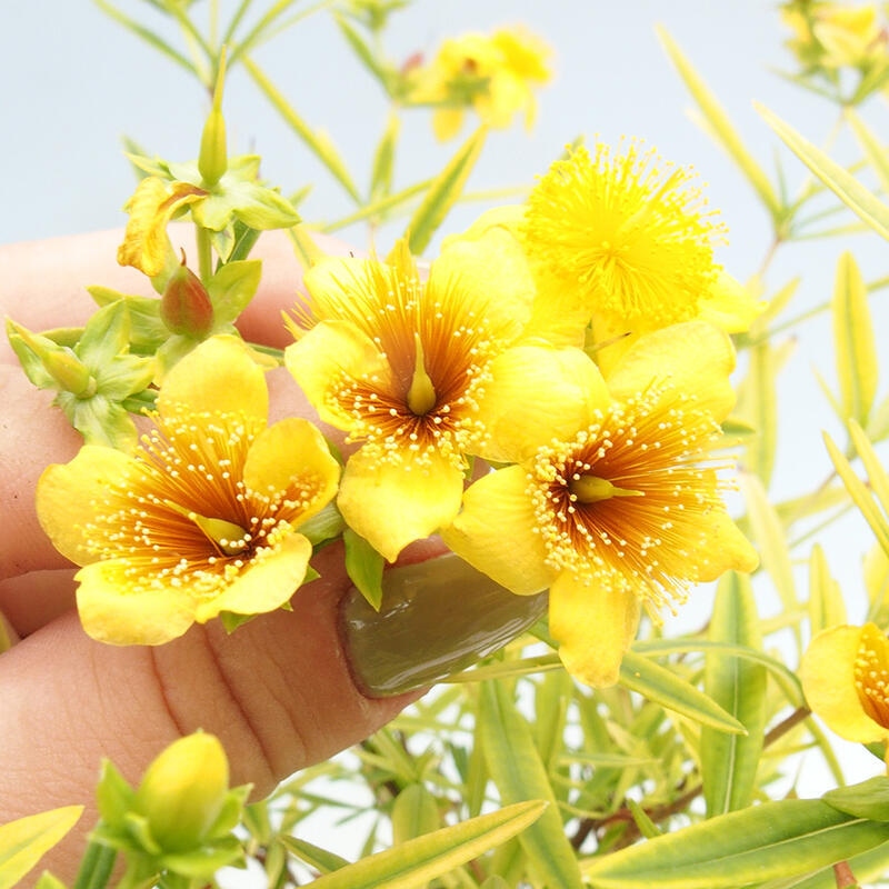 Venkovní bonsai- třezalka - Hypericum